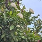 Ixora finlaysoniana Цветок