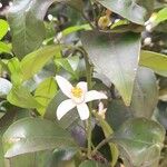 Citrus × aurantium Λουλούδι