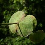 Euphorbia amygdaloides Blatt