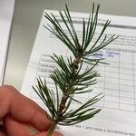 Pinus banksiana 葉