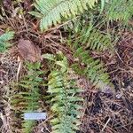 Polystichum makinoi Habit