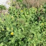 Senecio viscosus Blad