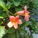 Bignonia capreolata Flor