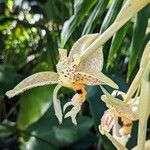 Stanhopea whittenii