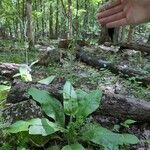 Andersonglossum virginianum Hábito