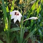 Gladiolus murielae Květ