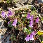 Soldanella pusilla 形態
