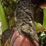 Musa acuminata Fleur