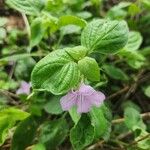 Ruellia prostrata Blatt