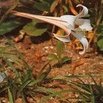 Lilium formosanum Blüte