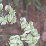 Laserpitium latifolium Fruit