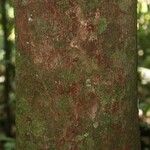Elvasia elvasioides Bark