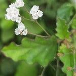 Boerhavia erecta Flor