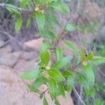 Rubia fruticosa Hoja