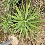 Agave bracteosaLeaf