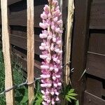 Lupinus polyphyllusFlower