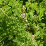 Tephrosia villosa Flower