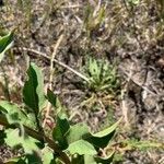 Oenothera villosa Feuille