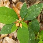 Euphorbia heterophylla Foglia