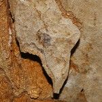 Morus celtidifolia Rinde