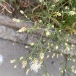 Centaurea diffusa Floare