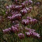 Limonium insigne Habit