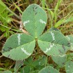 Trifolium fucatum Deilen