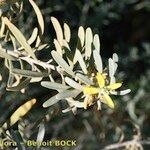 Cneorum pulverulentum Other