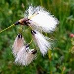 Eriophorum latifolium Květ