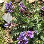 Oxytropis jacquinii Flor