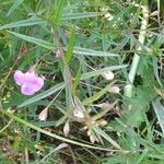 Agalinis tenuifolia Plante entière