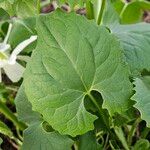 Doronicum orientale Likasa