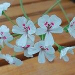 Pelargonium echinatum Flor