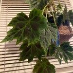 Begonia heracleifoliaList