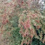 Crataegus rhipidophylla Alkat (teljes növény)