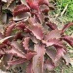 Kalanchoe sexangularis Leaf