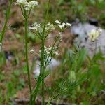 Mutellina adonidifolia その他の提案