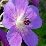 Geranium platypetalum Çiçek
