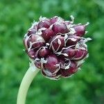 Allium sativum 果実