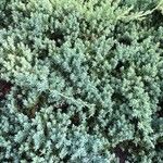 Juniperus squamata Lapas