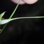 Lemurella papillosa Flower