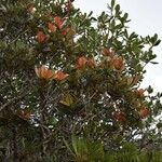 Nothofagus baumanniae Habitus