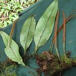 Pleopeltis wiesbaurii Habit