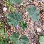 Malva multiflora Levél