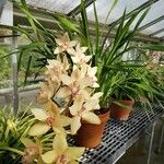 Cymbidium devonianum Хабит