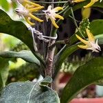 Hoya multiflora Flors