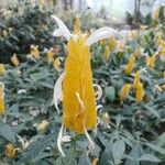 Pachystachys lutea Blad