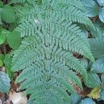 Dryopteris dilatata葉