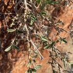 Barleria acanthoides Folha