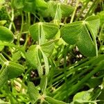 Oxalis articulata Hoja